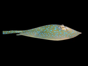 batoidea ray fish low poly 3D Model