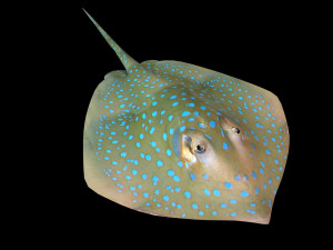 batoidea ray fish low poly 3D Model