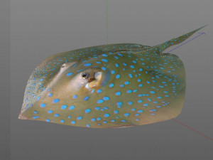 batoidea ray fish low poly 3D Model