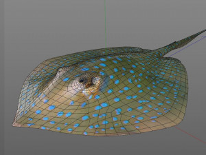 batoidea ray fish low poly 3D Model