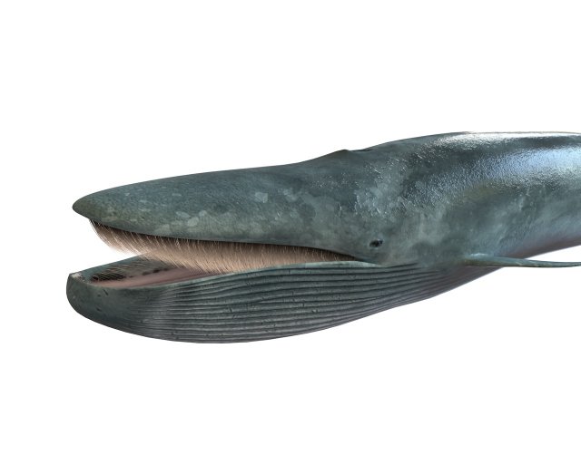 blue whale rigged low poly Model 3D .c4d .max .obj .3ds .fbx .stl .blend 