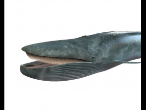 blue whale rigged low poly 3D Model
