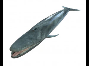 blue whale rigged low poly 3D Model