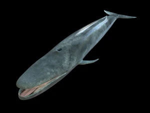 blue whale rigged low poly 3D Model