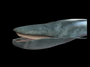 blue whale rigged low poly Model 3D