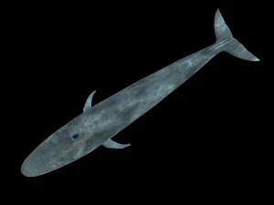 blue whale rigged low poly 3D Model