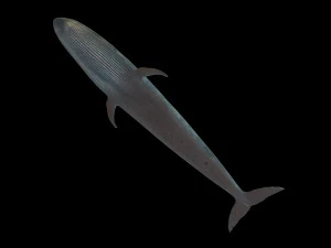 blue whale rigged low poly 3D Model