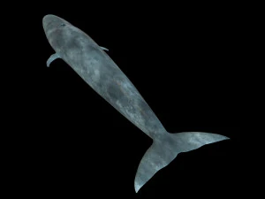 blue whale rigged low poly 3D Model