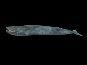 blue whale rigged low poly Model 3D