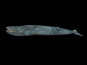 blue whale rigged low poly 3D Model