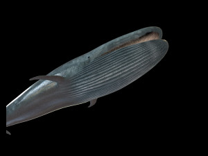 blue whale rigged low poly Model 3D