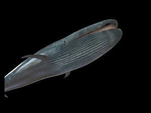 blue whale rigged low poly 3D Model