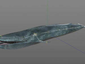 blue whale rigged low poly 3D Model