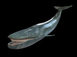 blue whale rigged low poly 3D Model