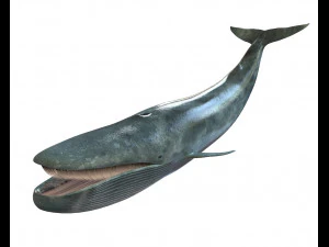 blue whale rigged low poly 3D Model