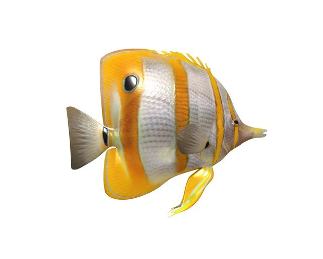 copper band butterfly fish low poly 3D Model .c4d .max .obj .3ds .fbx .stl .blend