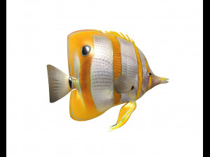 copper band butterfly fish low poly 3D Model