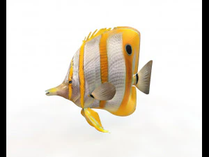 copper band butterfly fish low poly 3D Model