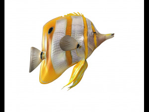 copper band butterfly fish low poly 3D Model