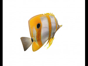 copper band butterfly fish low poly 3D Model