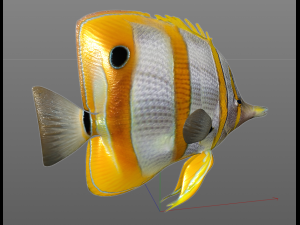 copper band butterfly fish low poly 3D Model