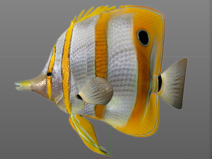 copper band butterfly fish low poly 3D Model