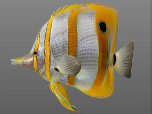 copper band butterfly fish low poly 3D Model