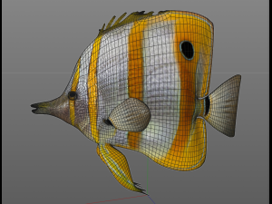 copper band butterfly fish low poly 3D Model