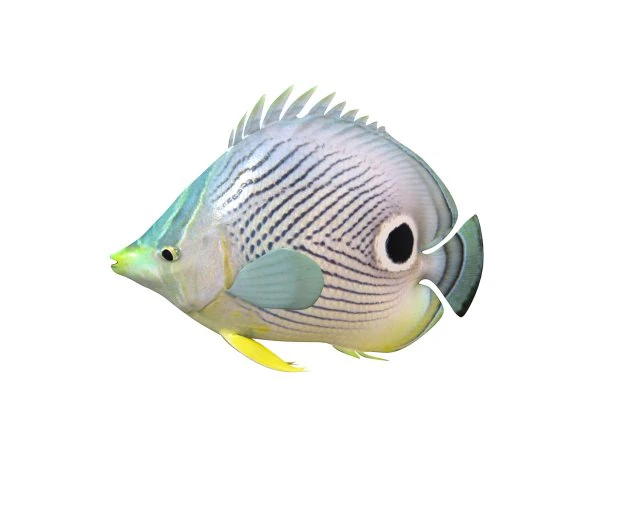four eye butterfly fish low poly 3D Model .c4d .max .obj .3ds .fbx .stl .blend 