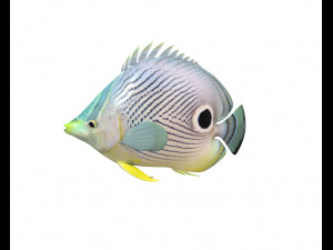 four eye butterfly fish low poly 3D Model