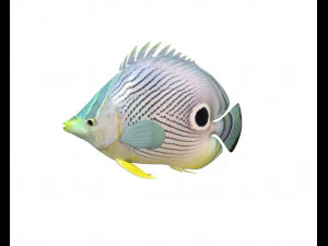 四つ目の蝶の魚の低ポリ 3Dモデル