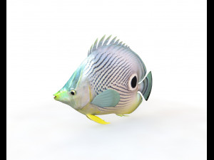 four eye butterfly fish low poly Modello 3D