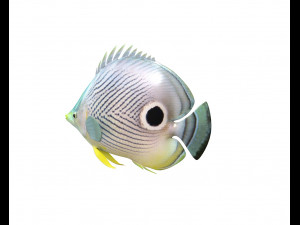 four eye butterfly fish low poly Modello 3D