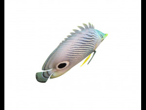 four eye butterfly fish low poly Modello 3D