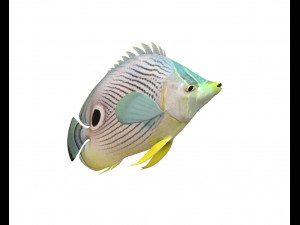 four eye butterfly fish low poly Modello 3D