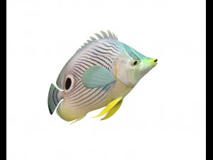 four eye butterfly fish low poly 3D Model