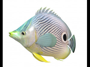 four eye butterfly fish low poly Modello 3D
