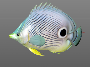four eye butterfly fish low poly Modello 3D
