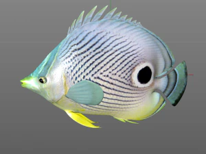 four eye butterfly fish low poly 3D Model