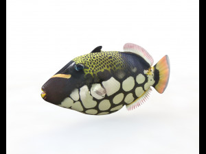 clown trigger fish low poly 3D Model