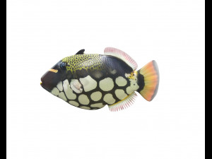 clown trigger fish low poly 3D 模型