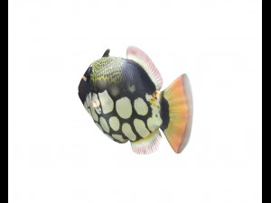 clown trigger fish low poly 3D Model