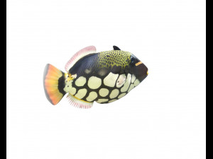 clown trigger fish low poly 3D 模型