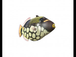 clown trigger fish low poly 3D 模型