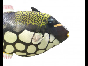 clown trigger fish low poly 3D 模型