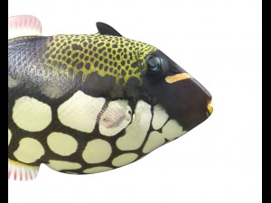 clown trigger fish low poly 3D Model