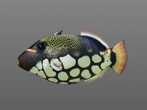clown trigger fish low poly 3D 模型