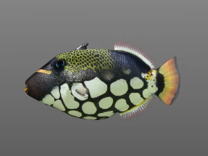 clown trigger fish low poly 3D Model