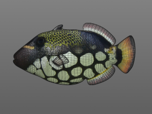 clown trigger fish low poly 3D 模型