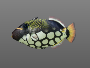 clown trigger fish low poly 3D 模型